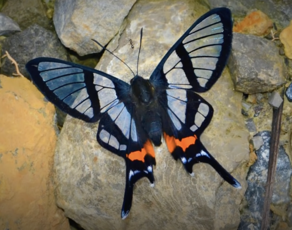 ButterflyEffekt Mook Magazin